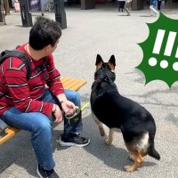 旅行中に会うはずがない『じぃじとばぁば』がいたら、大型犬が…想定外の展開で見せた行動が25万再生「お茶目で可愛い」「察知能力すごい」