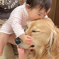 赤ちゃんが眠そうなので寝かそうとしたら、大型犬が…まるで『永遠の別れ』のような光景が尊いと27万再生「切なそうな顔」「たまらん」