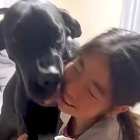 女の子と２頭の超大型犬が１週間ぶりに再会→思った以上に『豪快で微笑ましい光景』が260万再会「なんか涙出てきた」「素敵な家族」と絶賛
