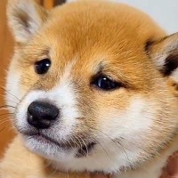脱走した赤ちゃん犬をパパが叱った結果…破壊力が高すぎる『絶対に怒れない表情』が11万再生「なんでも許してしまう」「顔ずるいｗ」と悶絶