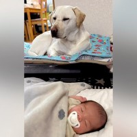 生まれたばかりの孫を預かったら、大型犬が…思った以上に心強い『ボディーガードっぷり』が13万再生「頼りがいある」「優しい」と絶賛