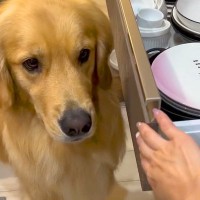 勝手に引き出しを開けてしまう大型犬…可愛い理由と『コントのようなやり取り』が６万再生「絶対に諦めないの可愛いｗ」「とても賢い笑」と反響