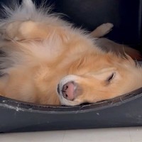 爆睡している大型犬に『お姉ちゃんが来るよ』と伝えた結果…２ヶ月ぶりの再会で見せた『尊すぎる光景』が７万再生「嬉しさ爆発」「変な声ｗ」