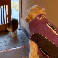 お散歩に出かけようとする大型犬→玄関に『野良猫』が入ってきて…想定外だった『静かなる攻防戦』が13万再生「固まってるｗ」「強いｗ」