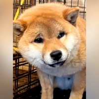 今にも泣きだしそうなほど『不安な顔で檻の中にいた保護犬』→絶対に幸せにすると誓った結果…現在の光景が113万再生「最高の家族」と感動