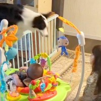 赤ちゃん対策で柵を設置→女の子が犬を呼んでみたら…想定外な光景と『とんでもなく賢い行動』が121万再生「格好いい」「びっくり」と称賛