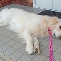 お出かけのため車に大型犬を乗せようとしたら→なぜか嫌がってしまい…まるで子供のような『必死すぎる抵抗』に反響「大変だけど可愛いｗ」