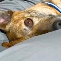 ベッドで寝ようとしたら、元猟犬が甘えてきて…終わりの見えない『犬撫で地獄』が幸せすぎると4万再生「可愛すぎて反則」「むしろ天国ｗ」