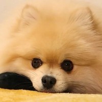 『オナラしました？』犬がおもちゃで遊んでいる最中、『プッ』と音がしたら…まさかの態度に「完全に疑ってて草」「パパさん不憫ｗｗ」と爆笑の声