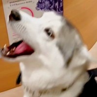 動物病院のお姉さんを愛しすぎている大型犬→再会した次の瞬間…感情が爆発して『ぶっ壊れてしまう光景』に10万再生の反響「肉食系ｗｗ」と爆笑