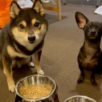 『ヨシ』の合図を待つ２匹の犬→フェイントで『ヨシから始まる名字』を言ってみた結果…まさかの『賢すぎる反応』に「可愛いｗ」「賢すぎ」の声