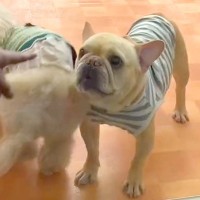 夜、幼稚園に犬を迎えに行った結果→お父さんを見つけた瞬間…思っていたのと違う『ブチギレる光景』が286万再生「個性溢れてるｗ」と絶賛