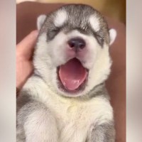『ヒザの上におさまっていた赤ちゃん犬が…』１年後→想像以上にかっこいい『ビフォーアフター』が話題「成長早すぎる」「愛があふれてる」の声