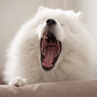 犬が睡眠不足になっているときに見せるサイン4選　寝不足による危険な症状まで解説