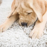 犬が『カーペットを執拗に舐める』理由4選　しつこく舐め続ける心理や対処法まで