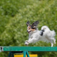 豊富な運動量が欠かせない小型犬3選　愛犬が運動不足に陥らないための秘訣とは