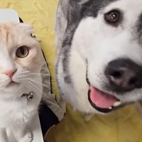 暖かくなったのでこたつを片付けようとしたら、大型犬と猫が文句を言いに来て…まさかの抗議と可愛い結末が5万再生「満員御礼ｗ」「ムリだよね」