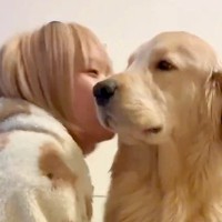 一緒に暮らす大型犬に『突然ちゅーをしてみた』結果…平和な世界すぎる『愛おしい反応』が91万再生「幸せ時間すぎ」「彼氏より彼氏」と絶賛