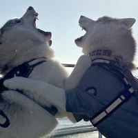 行きの船で『大喧嘩』をしていたハスキー犬の兄弟が…帰り道で見せた『まさかの光景』に4万いいね「喧嘩するほど仲が良い」「スヤァ…可愛すぎ」