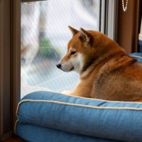 愛犬が悲しい気持ちになってしまう『飼い主の行動』7選　仕方のない場合にすべきケア方法も
