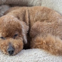 犬が『拗ねてしまう』４つの原因　愛犬がいじける心理から飼い主ができる対処法まで
