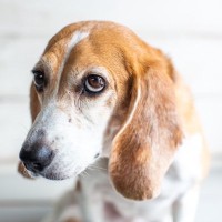 犬を怖がらせてしまう飼い主の『絶対NG行為』5選　愛犬に恐怖心を植え付けている可能性も…