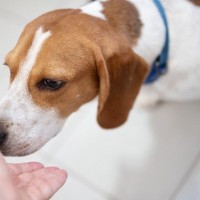 犬が初めて会う人の『ニオイ』を嗅ぐ理由4つ　入念にチェックする目的から安心させる対応方法まで