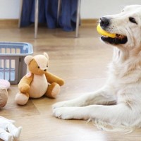 犬が気に入りやすい『おもちゃ』の共通点5つ　好みやすい理由や遊び方のポイントをご紹介