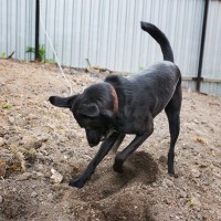 犬が『ウンチ』を隠そうとする心理4つ　考えられる理由からやめてもらう方法まで解説