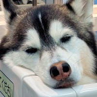 お出かけだと思ってウキウキだった大型犬→実はシャンプーで…思った以上に『ふてくされてしまう姿』に1万いいね「表情ｗ」「恨めしい顔で草」