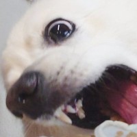 10歳を迎えた老犬→誕生日ケーキと一緒に記念写真を撮ろうとしたら…『思っているのと違う』野性味がある光景に２万いいね「最高ｗ」「可愛い」