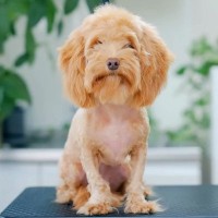 もじゃもじゃ犬をトリミング→顔に差し掛かった途端…180度印象が変わる『衝撃のビフォアフ』に「斬新と思ってたらｗ」「可愛すぎ」の声