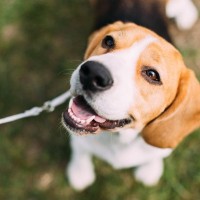 犬が『飼い主以外の人に興味を持つ』心理5選　興奮しすぎてしまうときの対処法まで解説