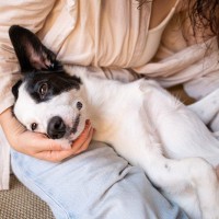 犬が『人の足の上に乗る』心理5選　なぜ飼い主に乗りたがるの？やめさせなくても大丈夫？