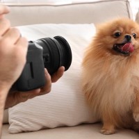 犬が『カメラ』を嫌がってしまう5つの理由　避けようとする心理から上手に撮るための秘訣をご紹介