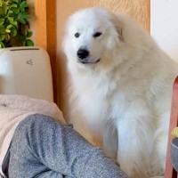 おじいちゃんを起こしたい超大型犬→おばあちゃんが悪巧みをして...まさかの『意外な結末』が58万回再生「素敵ファミリー」「みんな可愛い」