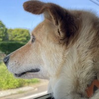 車で犬とドライブ中、自転車の男子中学生に『うわ！！』と叫ばれ…予想とは違った『まさかの感想』に16万いいね集まる「叫ぶのも分かるｗ」の声