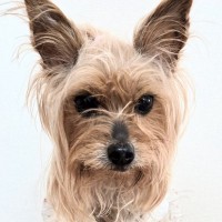 怪しげな店で売れ残っていた犬→繁殖犬になる直前に即決で連れて帰った結果…『10年後の光景』に「優しい飼い主さん」「幸せ伝わる」の声