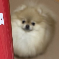 コップの写真を撮ろうとスマホを構えたら、犬が寄ってきて…まさかの『仕方なさそうに見せた行動』が209万表示「モデル並みの対応力ｗ」と絶賛