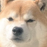 『寒いし閉めちゃうからね』頑なに家に入らない犬→そのまま窓を閉めてみた結果…『まさかの表情』に９万いいね「顔ｗ」「多分開けても入らない」