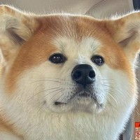 車の中で『もしかしてオナラした？』と秋田犬に尋ねてみた結果…『白々しすぎる対応』に爆笑「それがなにか？って顔で草」「かわいいｗ」と反響