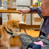おじいちゃんを遊びに誘った犬→からかわれてしまい…逆ギレをする光景と尊いやり取りが7万再生「孫のよう」「言い返してるｗ」と絶賛の声