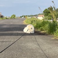 お散歩中に歩かなくなってしまった犬→顔を覗いてみたら…そのままにしておきたくなる『尊い表情』に３万いいね「貫禄がｗｗ」「充電中かな」