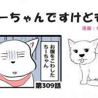 ちーちゃんですけどもっ【第309話】「ちーちゃんお腹くだしたお話①」