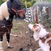 牧羊犬が初めて『牧場でポニーと出会った』結果…『お互いの反応』があまりにも愛おしいと14万再生「圧倒的陽キャ感ｗ」「温度差に笑った」