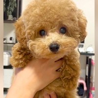 『両親も小さいので体重３キロ程度になる』と言われて飼った犬…想定とは違った『まさかの現在』が43万再生「我が家も同じｗ」「幸せな証拠」