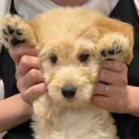 『こんなにも小さくて愛おしい赤ちゃん犬が…』たったの半年で信じられないほど成長した『ビフォーアフター』が13万再生「ビックリ」「可愛い」