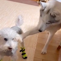 格好いいハスキー犬→クールな性格かと思いきや…180度イメージが変わる『情けなすぎる行動』が33万再生「1番大きいのにｗ」「ドジっ子ｗ」