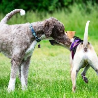 犬同士がする『愛情表現』の方法5つ　気になる相手にみせる仕草や距離を縮めるためのコツをご紹介