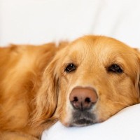 犬が『たそがれているとき』何を考えているの？5つの心理や飼い主がしてあげたい対応とは